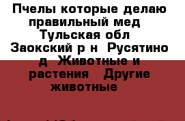 Пчелы которые делаю правильный мед - Тульская обл., Заокский р-н, Русятино д. Животные и растения » Другие животные   